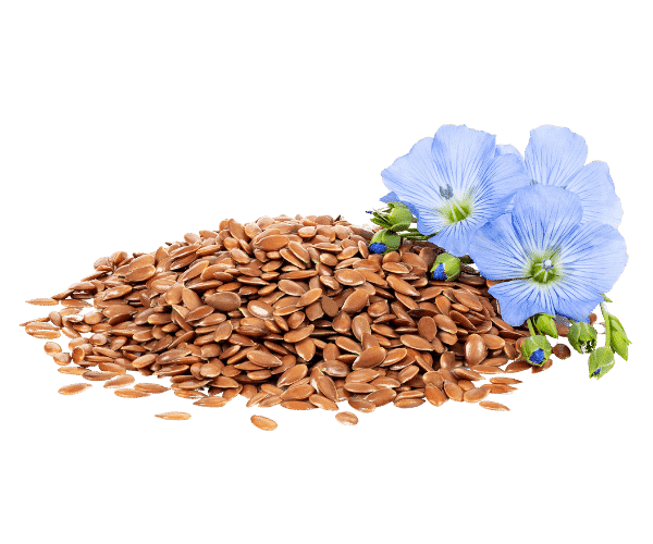 Blue flax flowers and linseed from which linseed oil for horses is made.