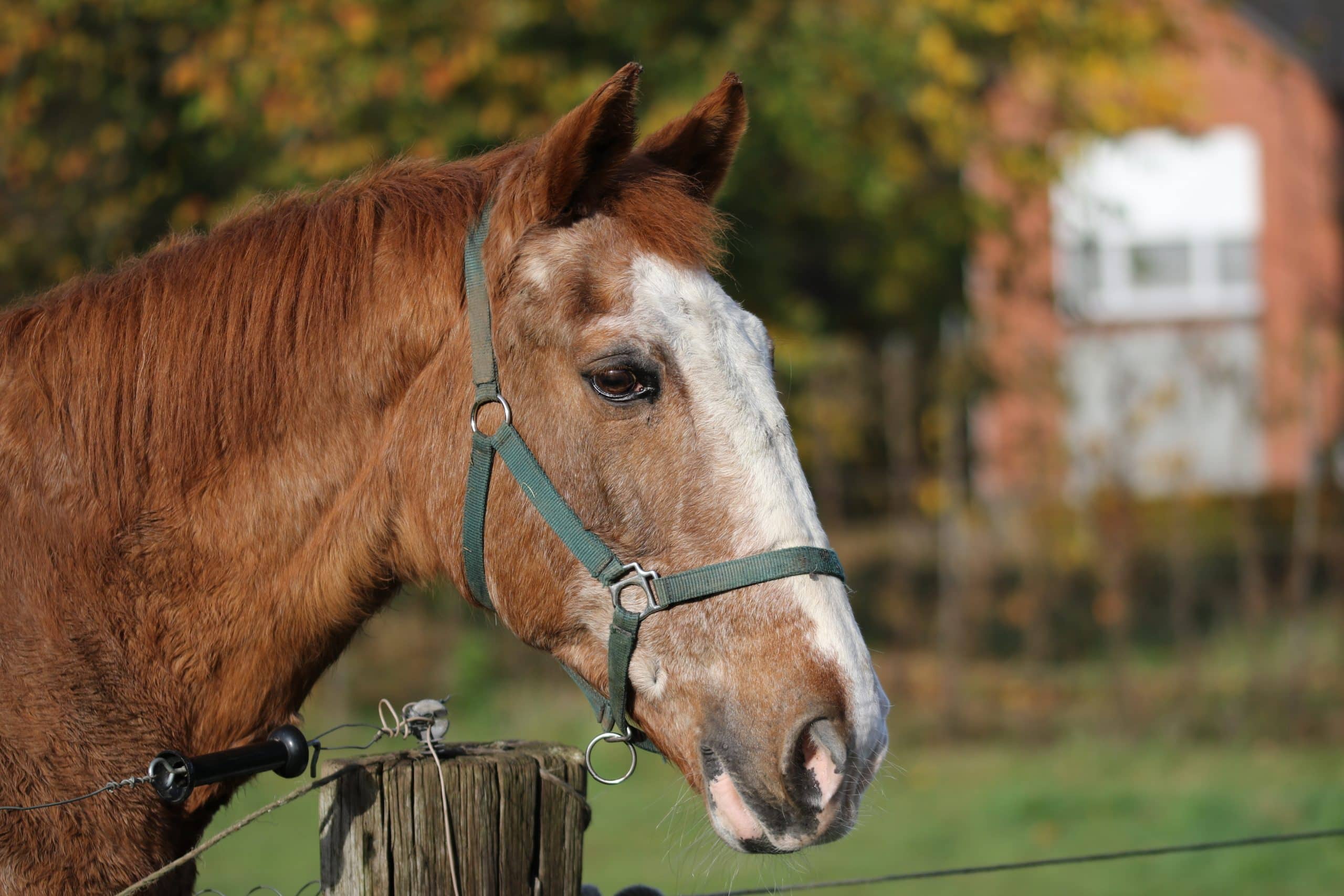 Senior horse with gray spots on the face in a green halter standing in a paddock with fall background.