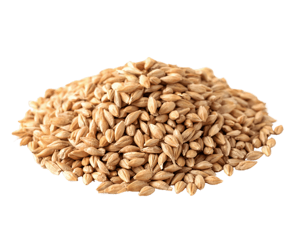 A pile of barley grain.