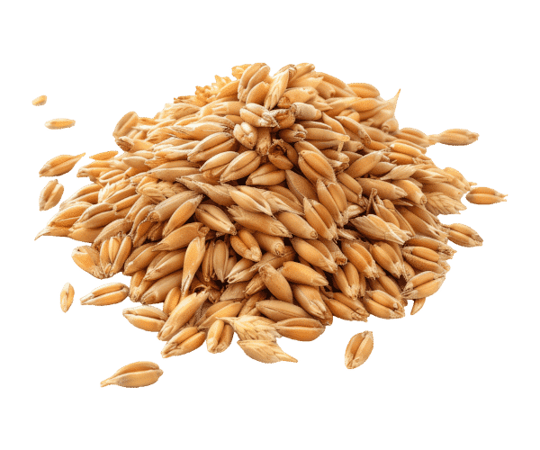 A pile of wheat grain.