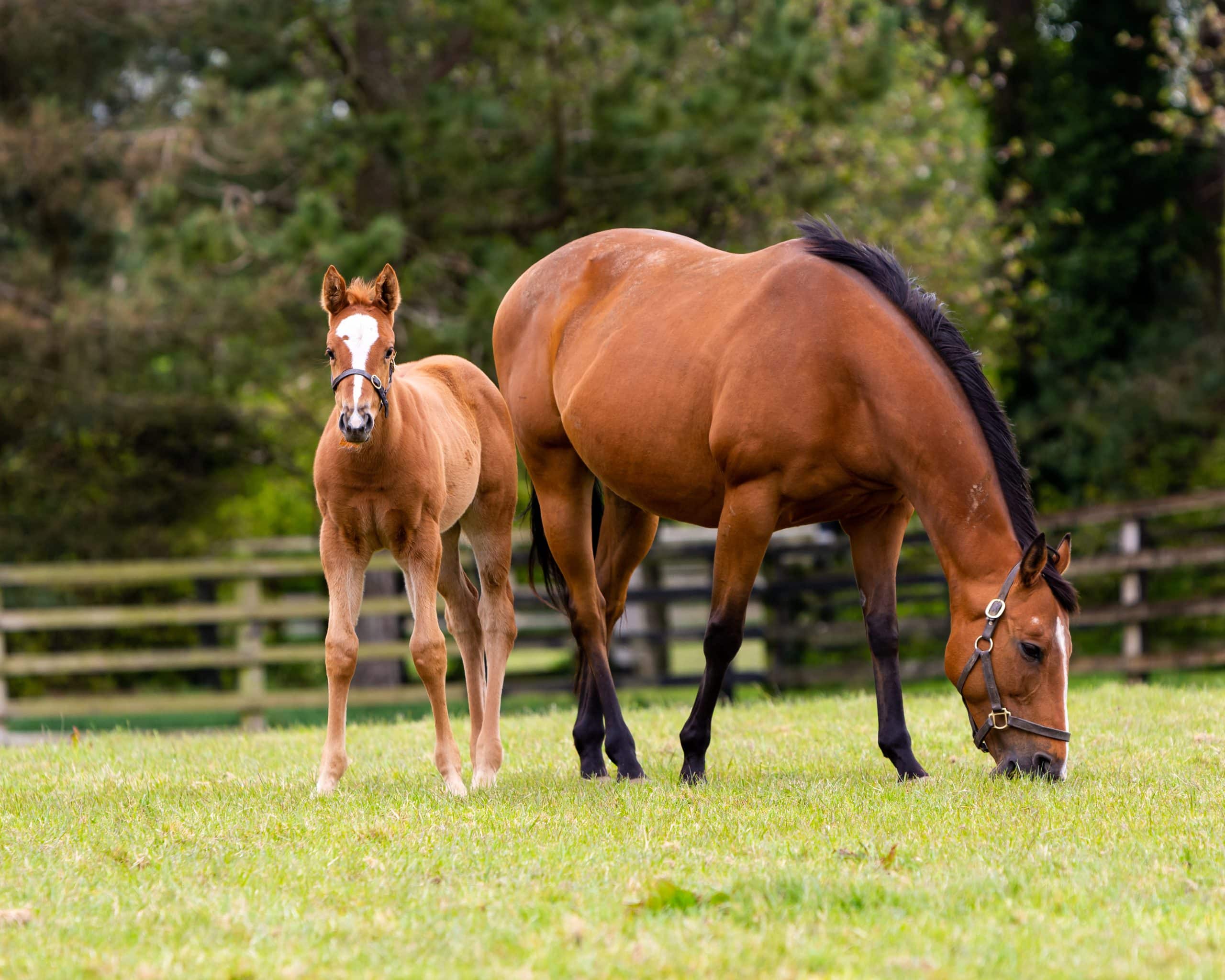 Mare grazing on a green pastrure with a foal.