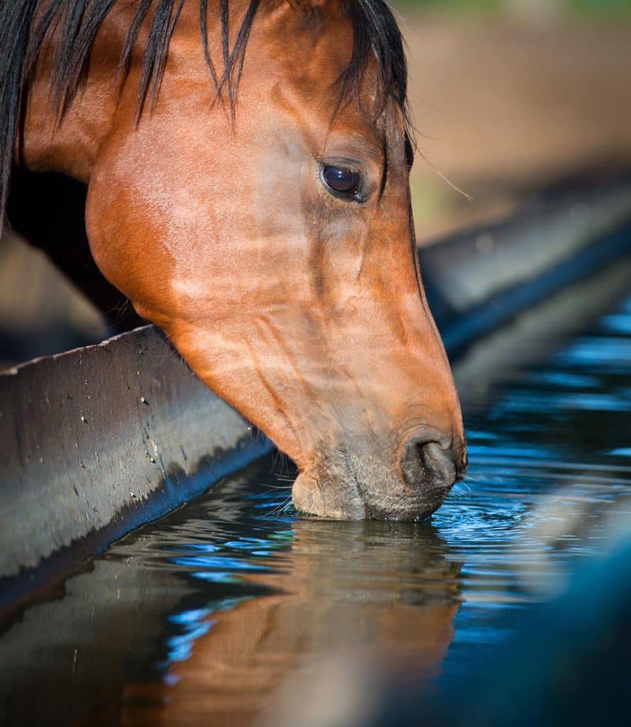 horse drinking elektrolytes water