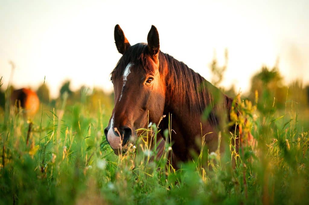 paard eet gras van de weide
