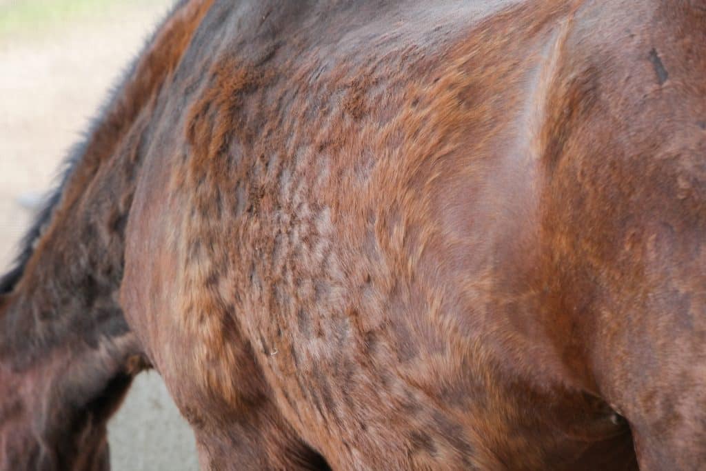 vacht van een oud paard met ppid cushing
