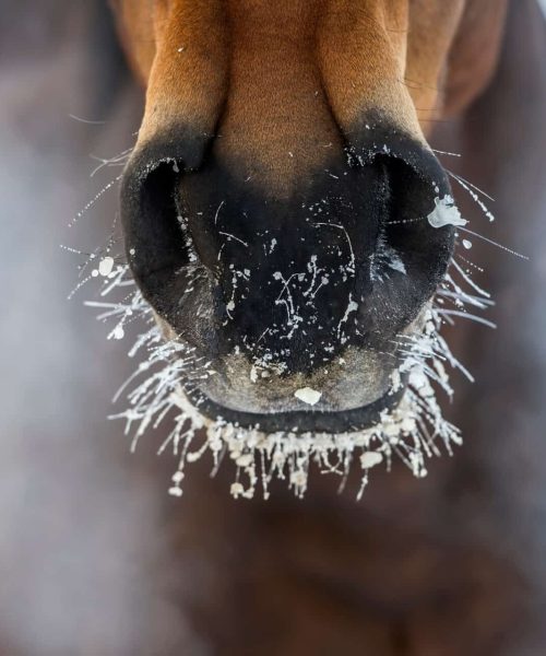 Horse's nose with the ice and steam in winter