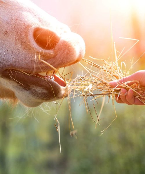 Horse eating hay brought by a hand