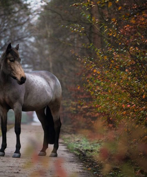 horse-standing-autumn-1