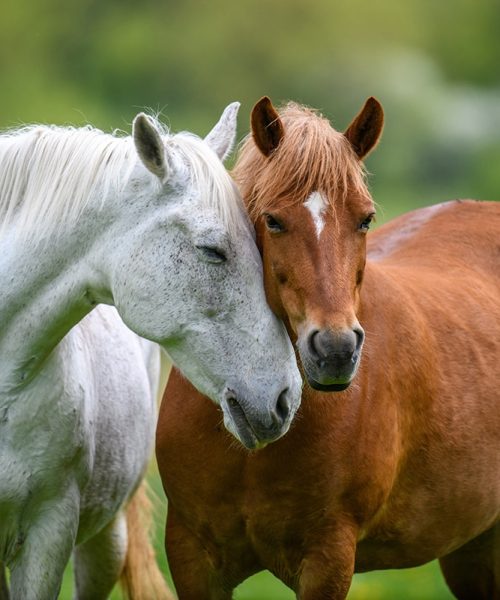 Two horses embracing in friendship in summer meadow